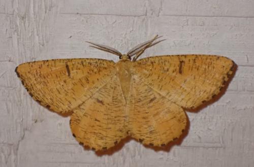Réf. 304 832 : Angerona prunaria